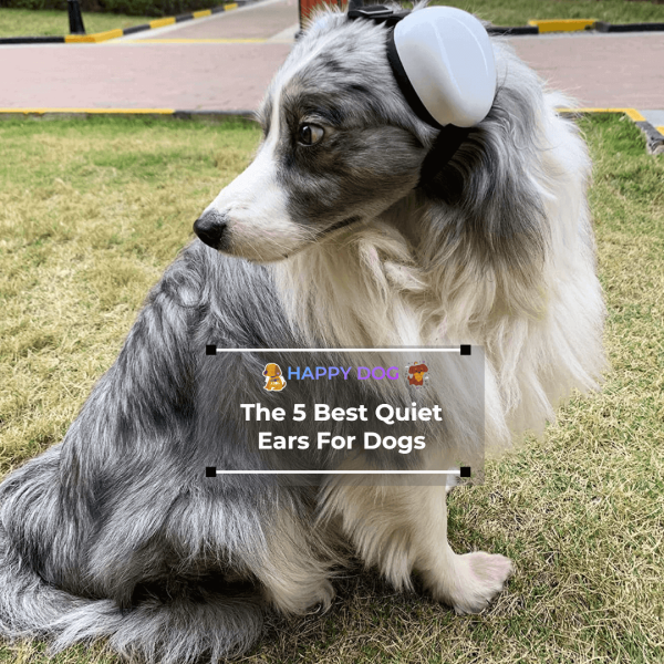 5 Best Quiet Ears For Dogs: We Reviewed and Tried Latest